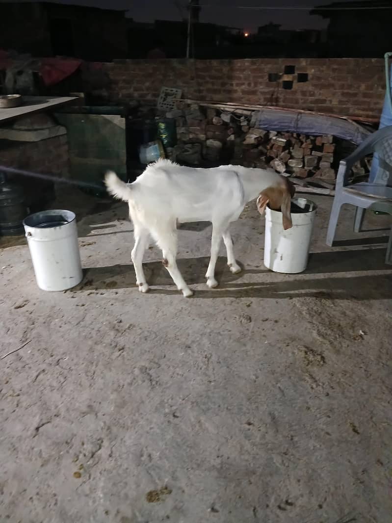 2dant khassi bakra 3