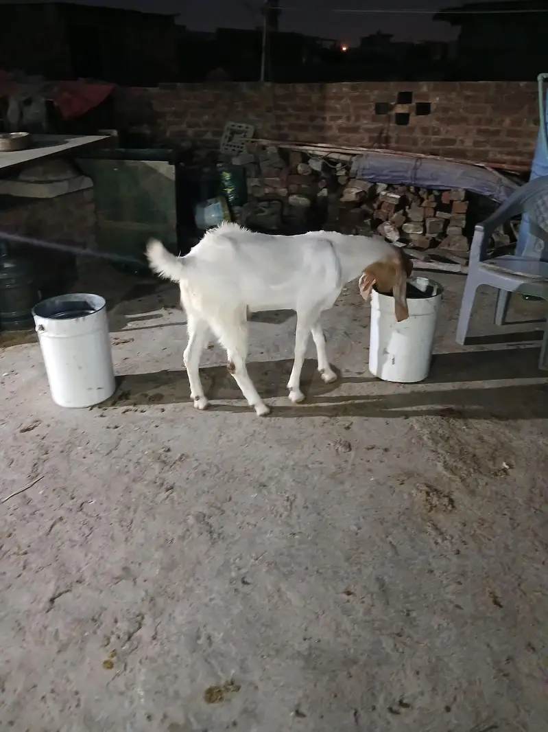 2dant khassi bakra — photo 4