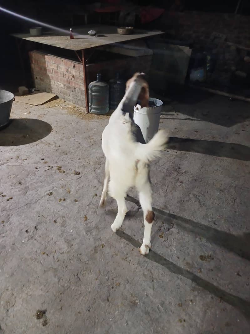 2dant khassi bakra 4