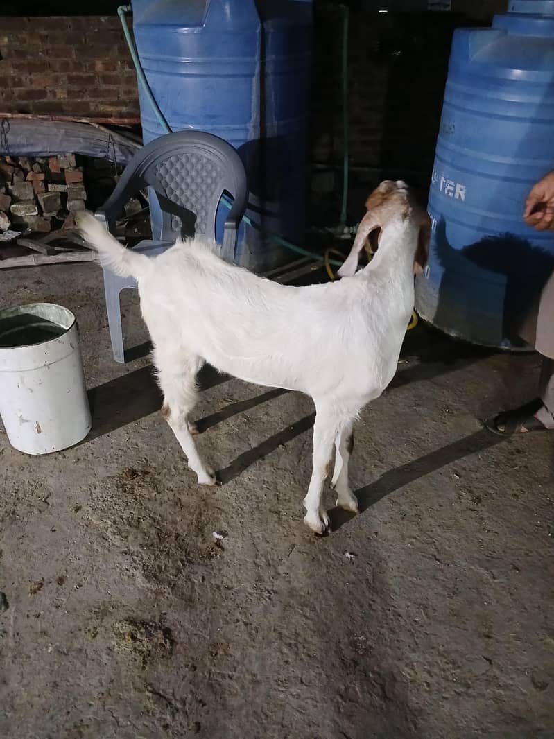 2dant khassi bakra 5