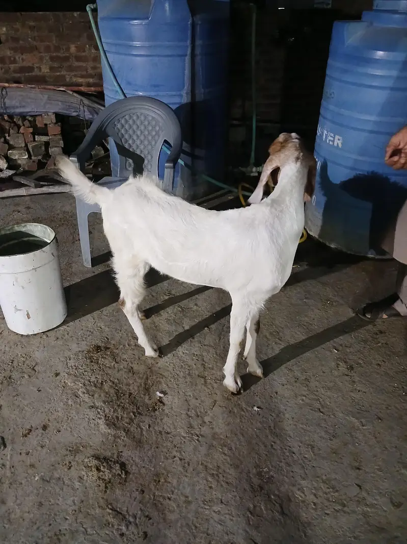 2dant khassi bakra — photo 6