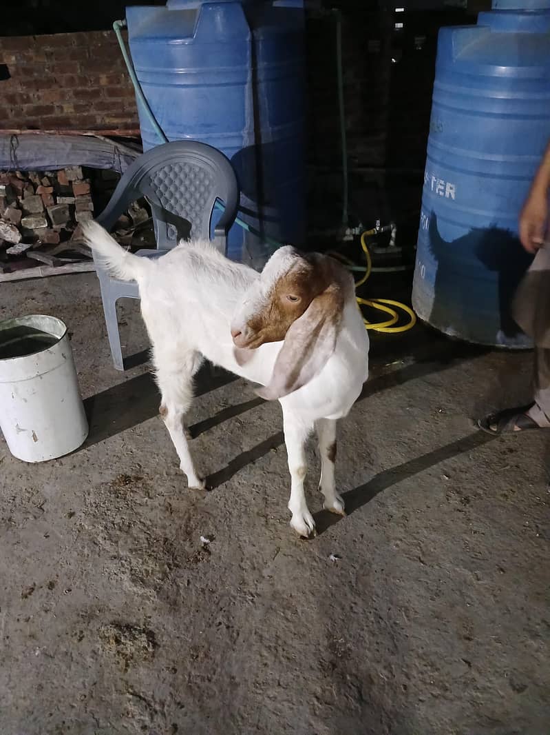 2dant khassi bakra 6