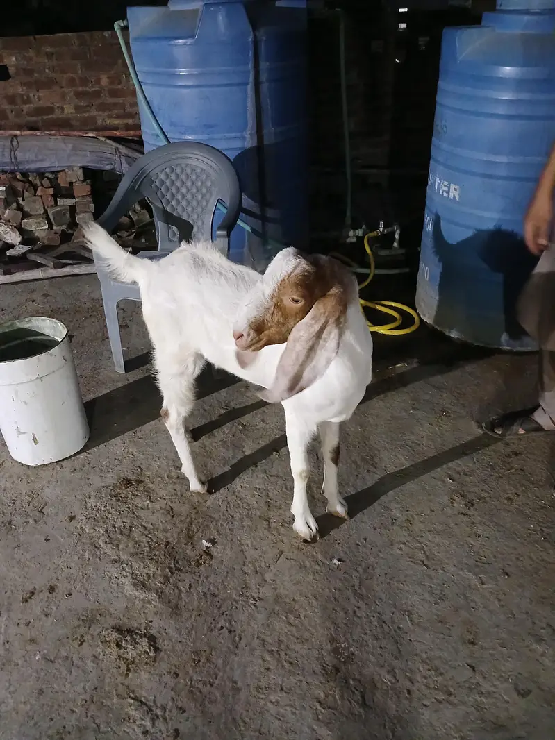 2dant khassi bakra — photo 7