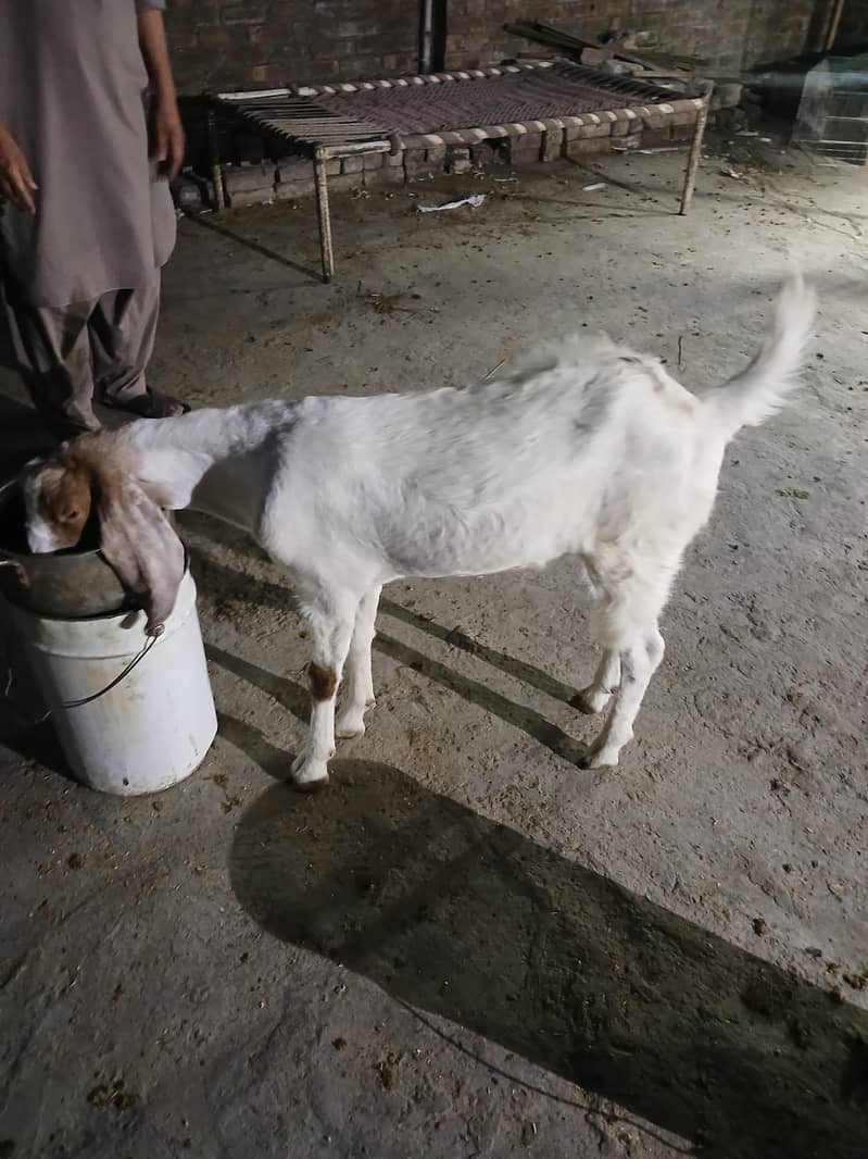 2dant khassi bakra 7