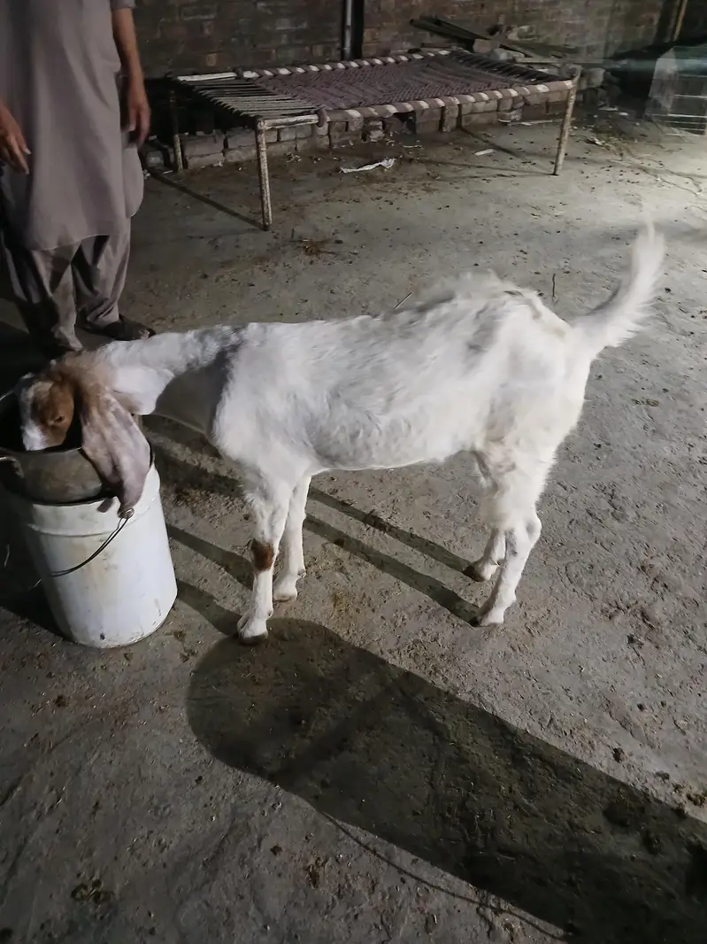 2dant khassi bakra — photo 8