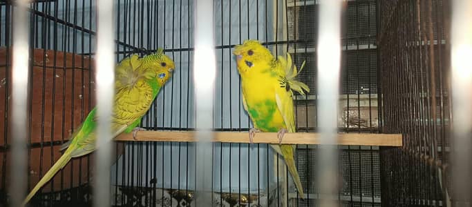 Australian Hogoromo birds
