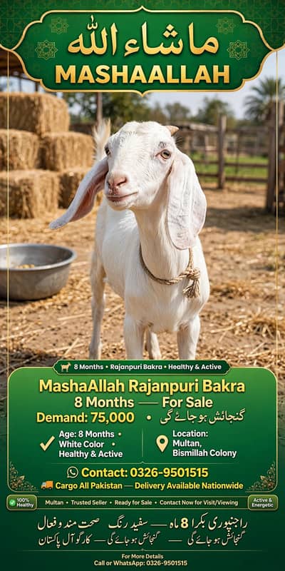 MashaAllah Rajanpuri Bakra 8 Months For Sale - Multan - Healthy Active
