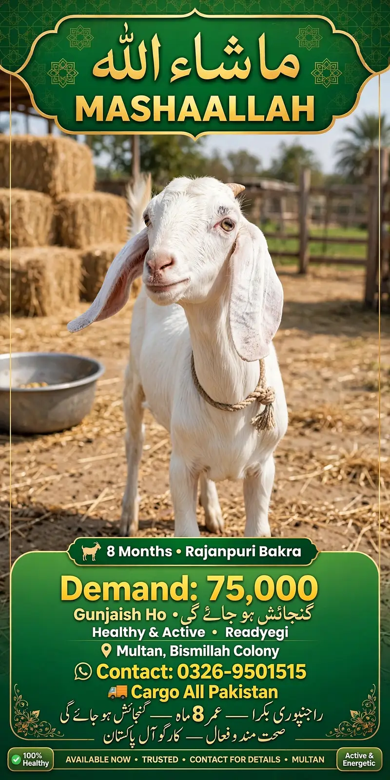 MashaAllah Rajanpuri Bakra 8 Months For Sale - Multan - Healthy Active — photo 3