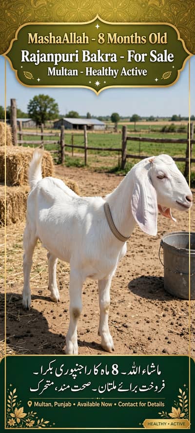 MashaAllah Rajanpuri Bakra 8 Months For Sale - Multan - Healthy Active