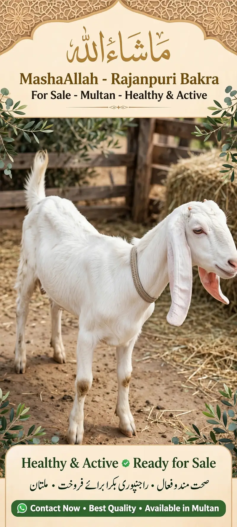 MashaAllah Rajanpuri Bakra 8 Months For Sale - Multan - Healthy Active — photo 6