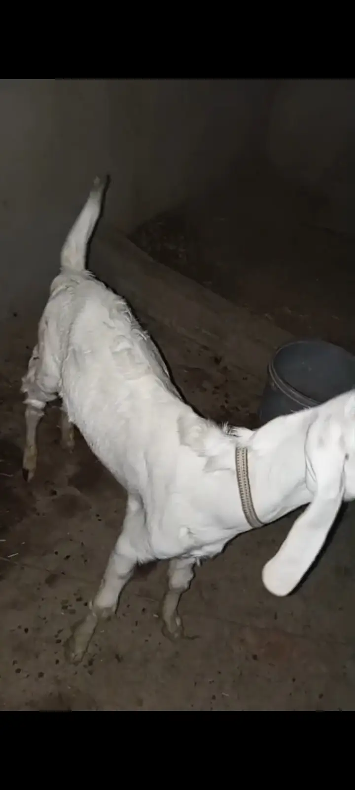 MashaAllah Rajanpuri Bakra 8 Months For Sale - Multan - Healthy Active — photo 7