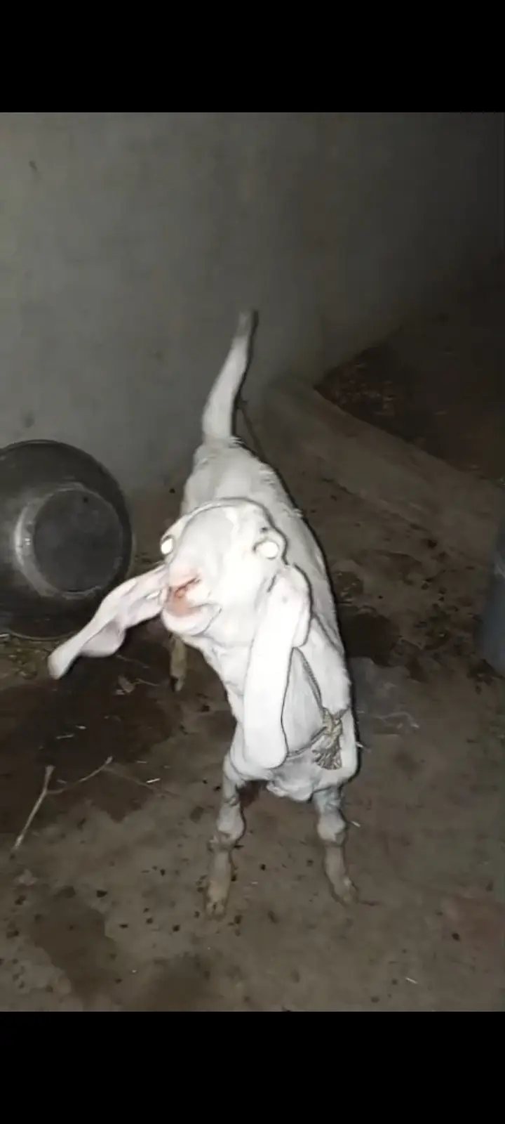 MashaAllah Rajanpuri Bakra 8 Months For Sale - Multan - Healthy Active — photo 8