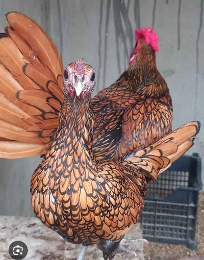 Golden Sebright