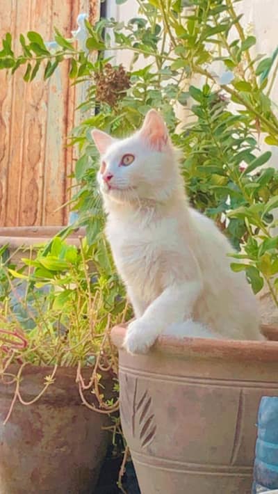 Persian male white kitten