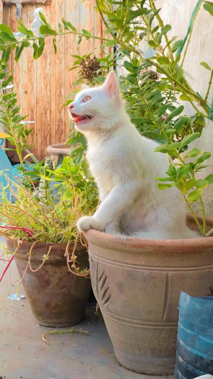 Persian male white kitten — photo 2