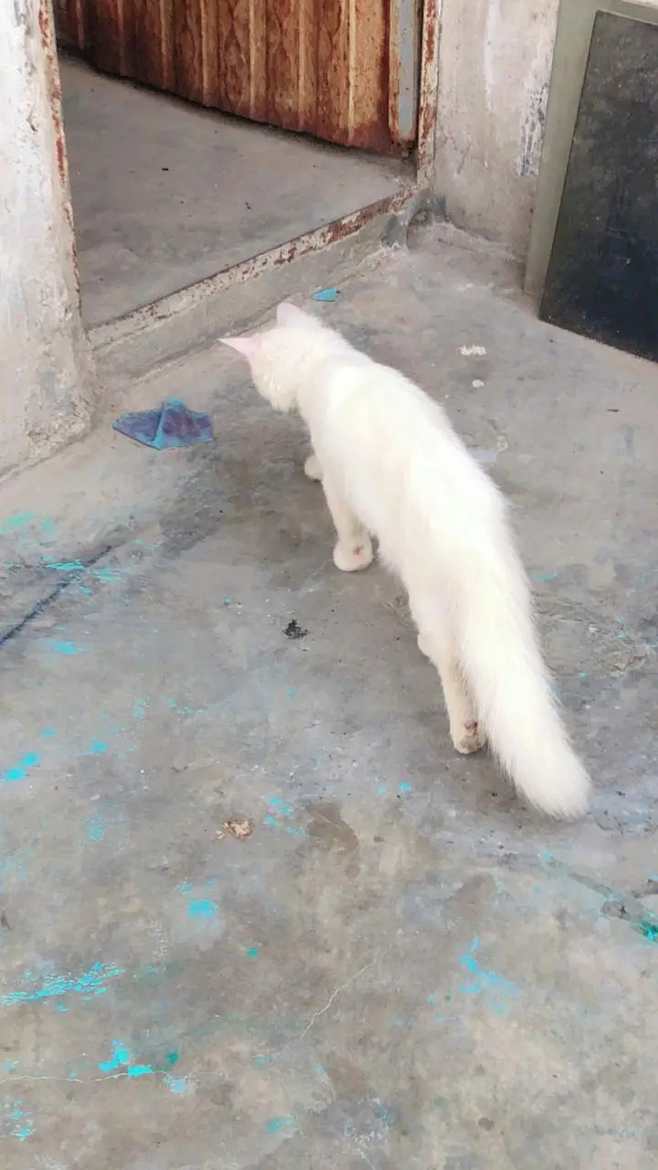 Persian male white kitten — photo 3