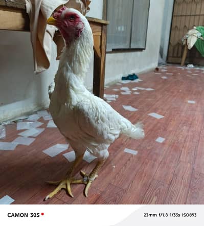SHAMO FEMALES 2 AVAILABLE