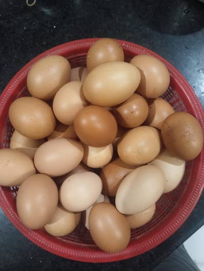 Origina Fertile Aseel eggs in just 600Rs.