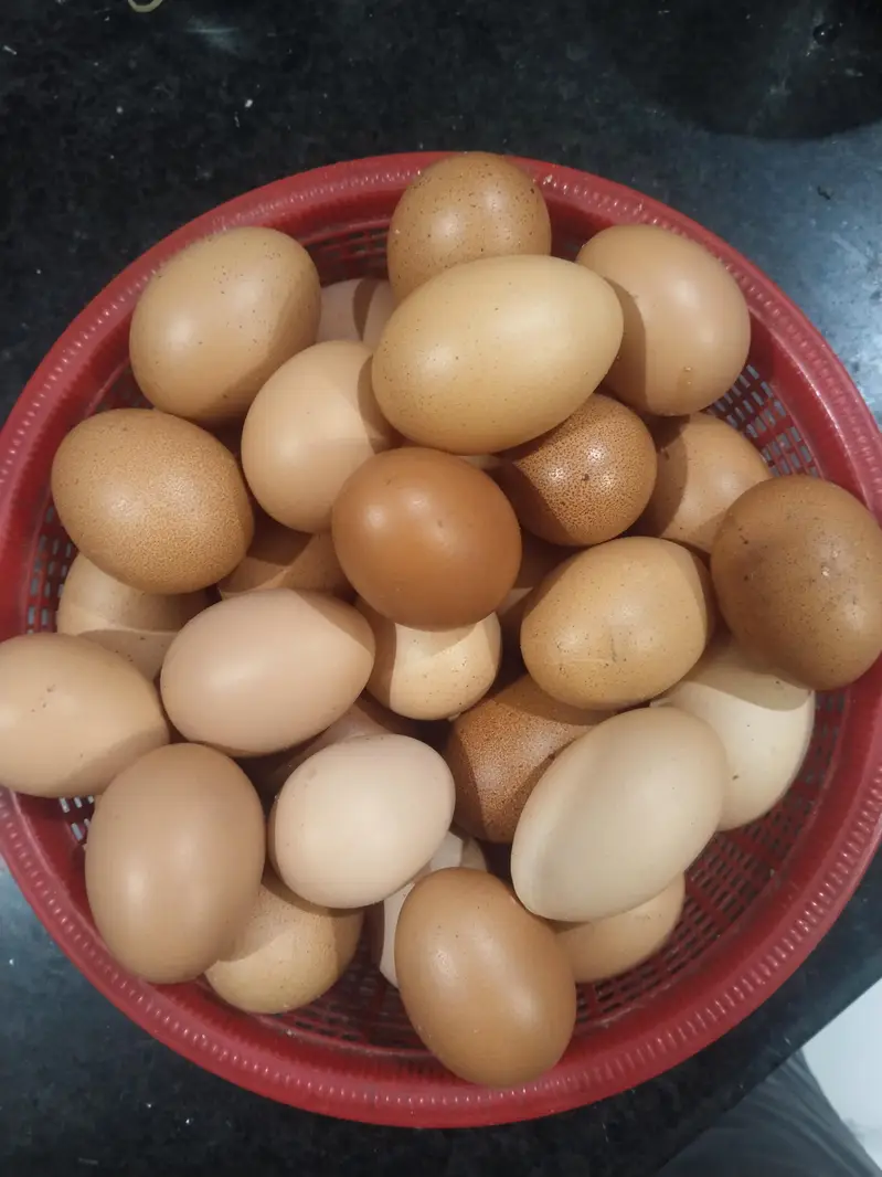Origina Fertile Aseel eggs in just 600Rs. — photo 2