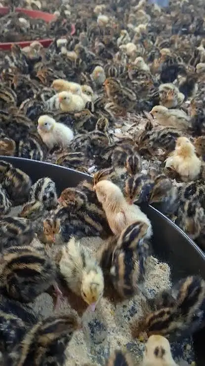 batair chicks — photo 5