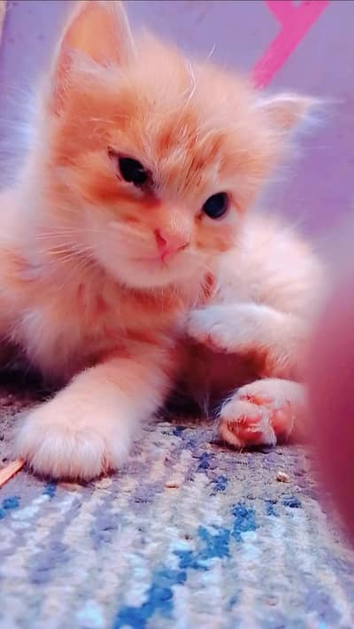 pure persion kitten