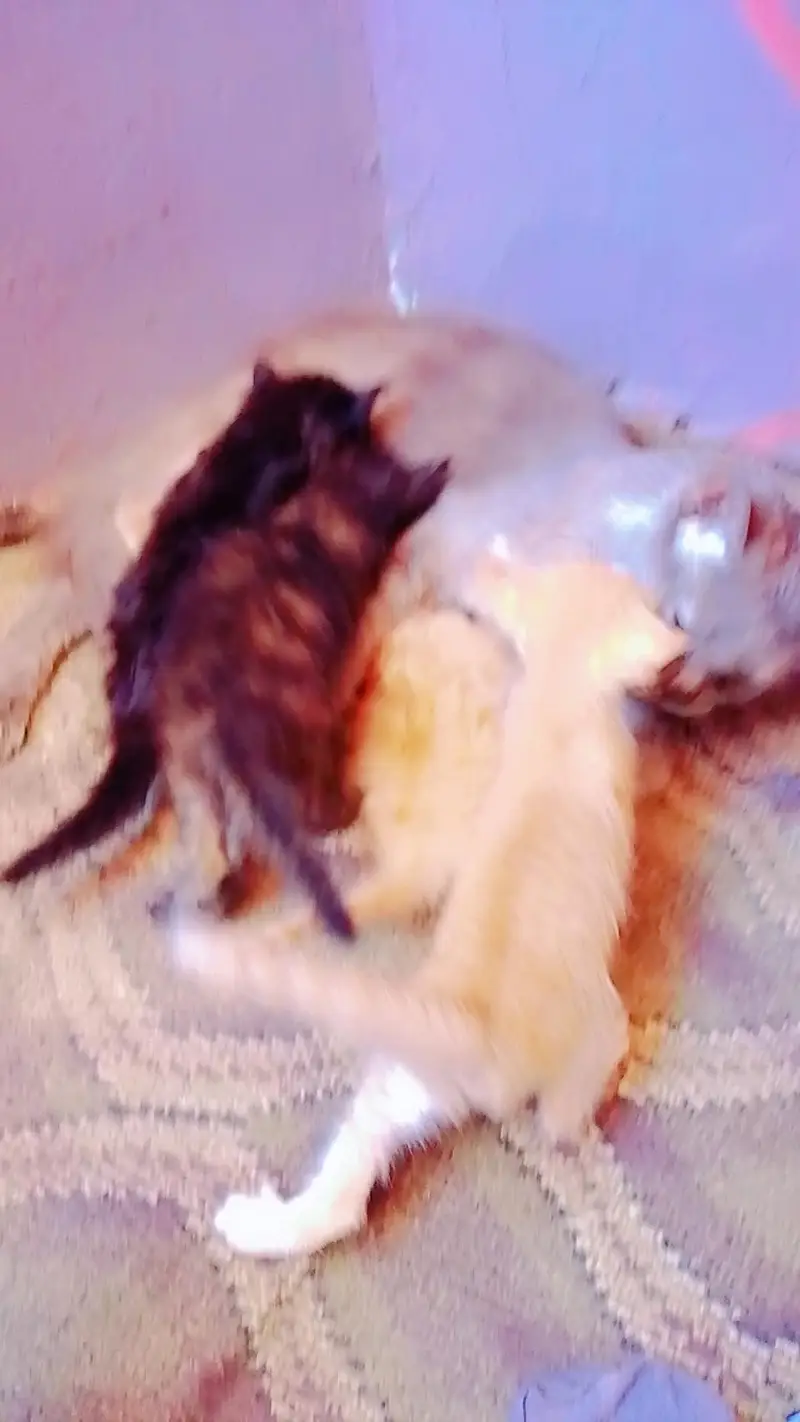persion kitten  read description — photo 5