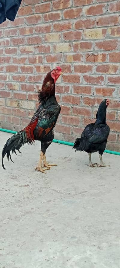 pure aseel shamo murga for sale