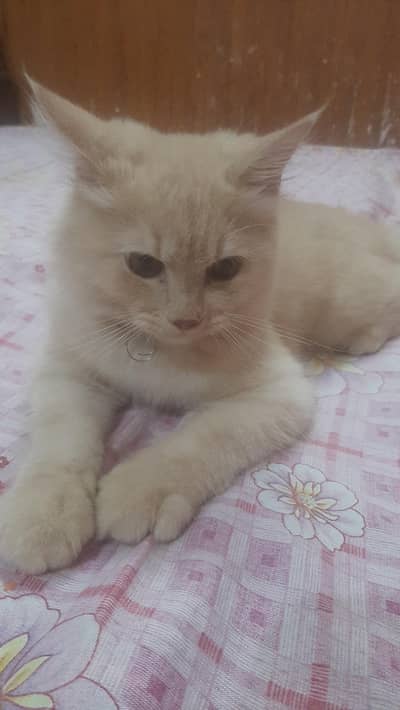 Persian cat