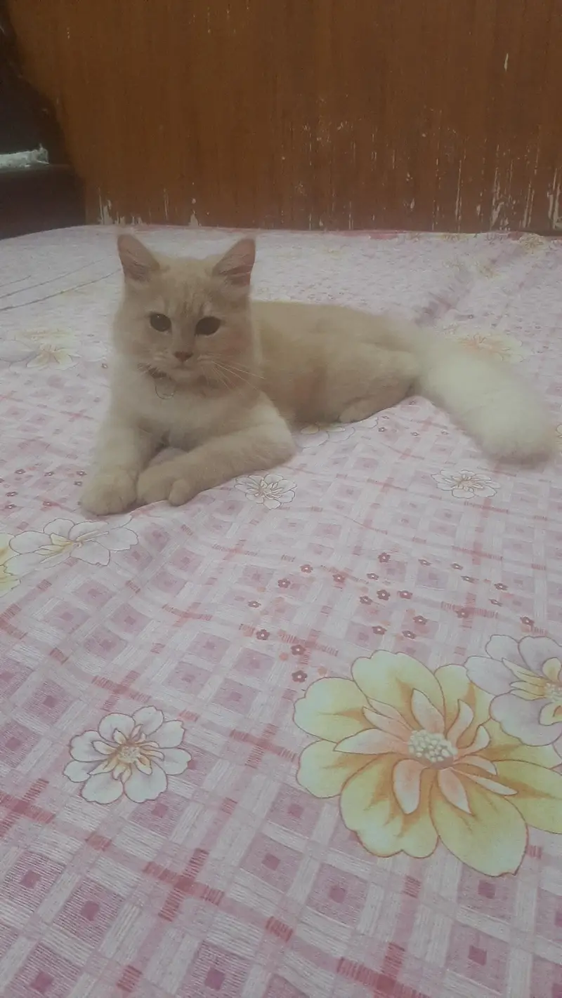 Persian cat — photo 2