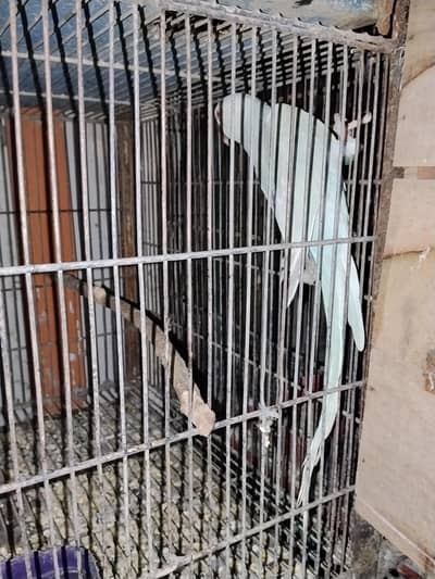 Blue Lacewing RingNeck / Lacewing Ringneck