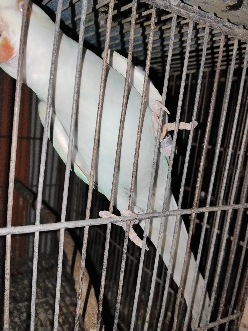 Blue Lacewing RingNeck / Lacewing Ringneck — photo 2
