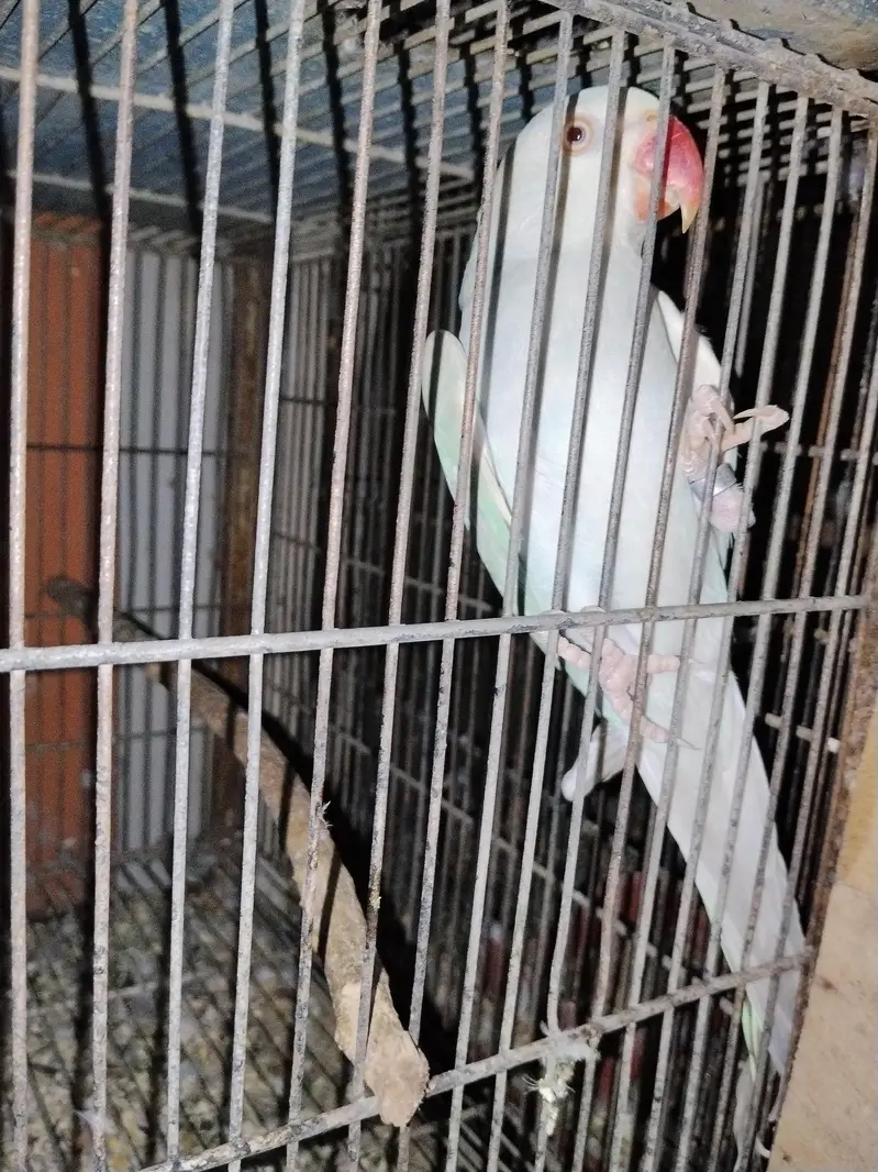 Blue Lacewing RingNeck / Lacewing Ringneck — photo 3