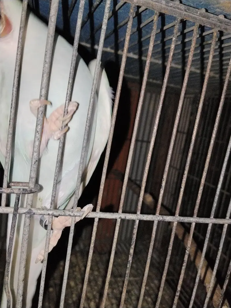 Blue Lacewing RingNeck / Lacewing Ringneck — photo 4
