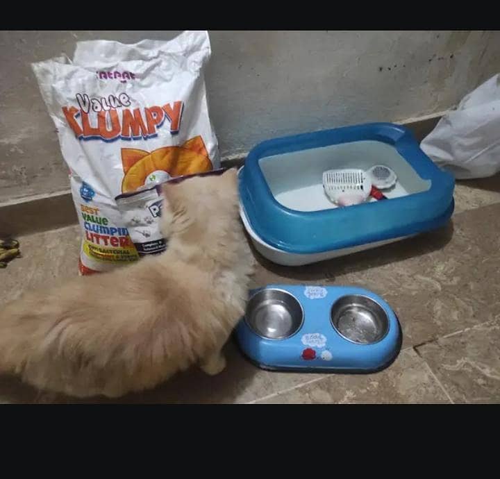 Persian cat 1
