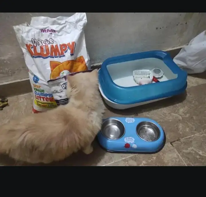 Persian cat — photo 2