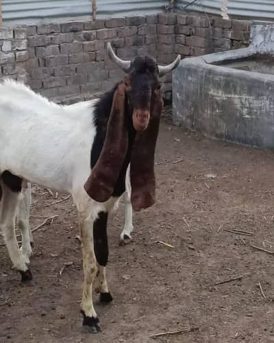 sindhi nasl bakra