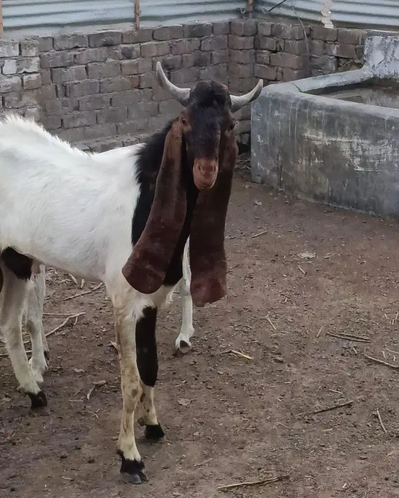 sindhi nasl bakra