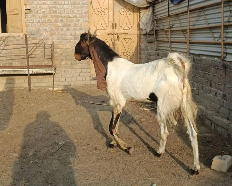sindhi nasl bakra — photo 2