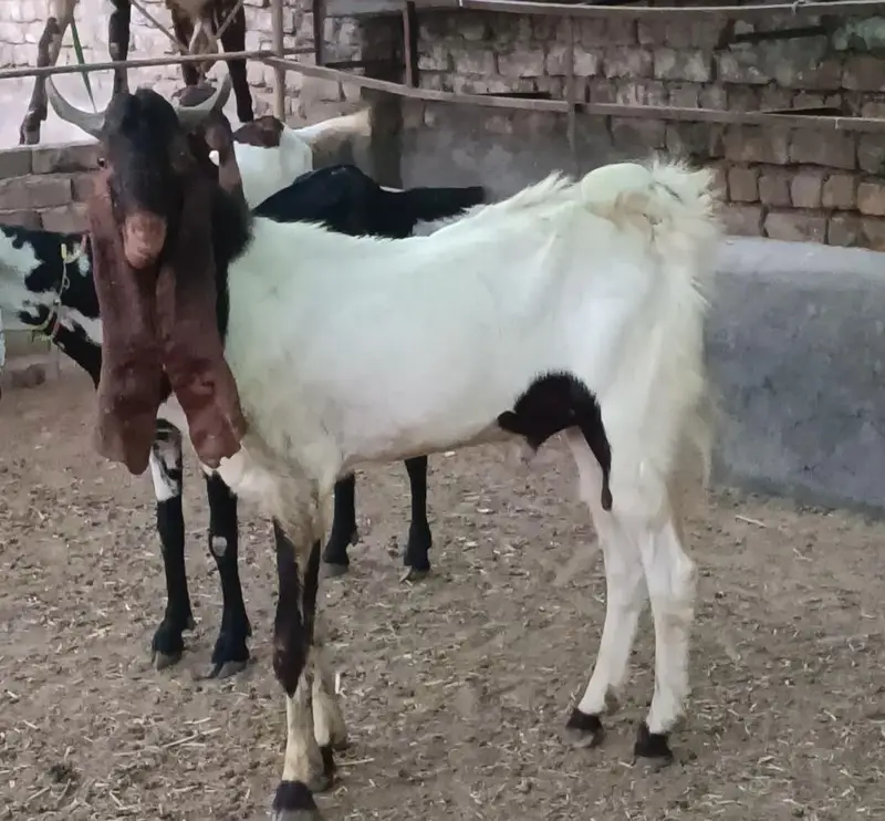 sindhi nasl bakra — photo 3