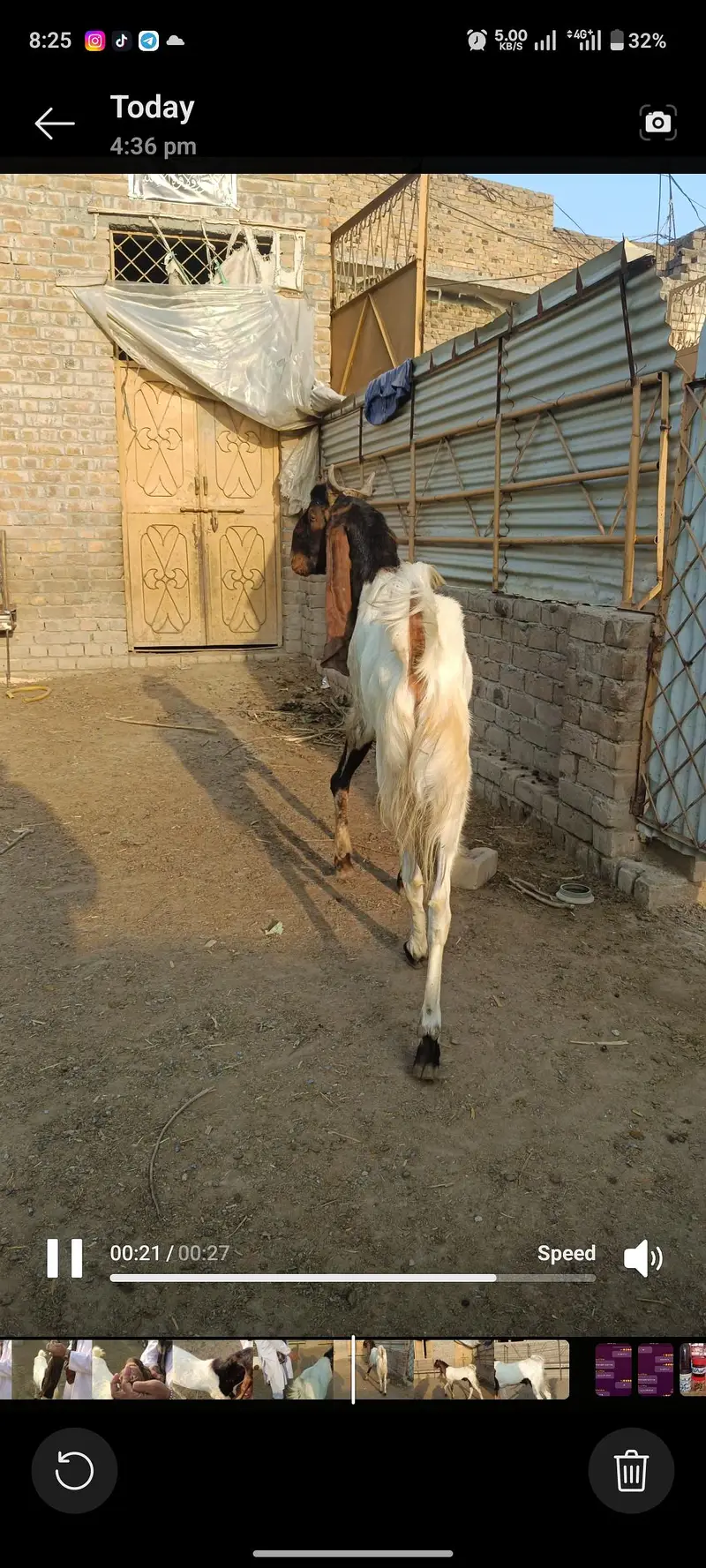 sindhi nasl bakra — photo 4