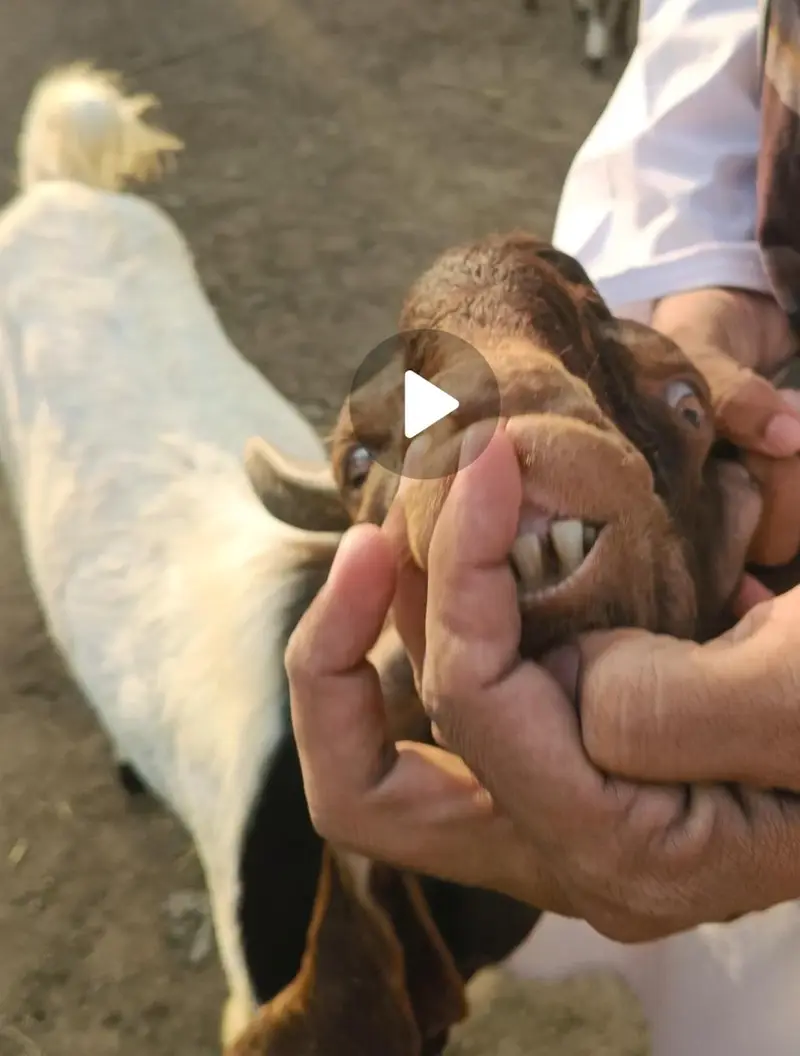 sindhi nasl bakra — photo 5