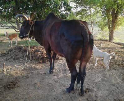 Healthy Bull for sale