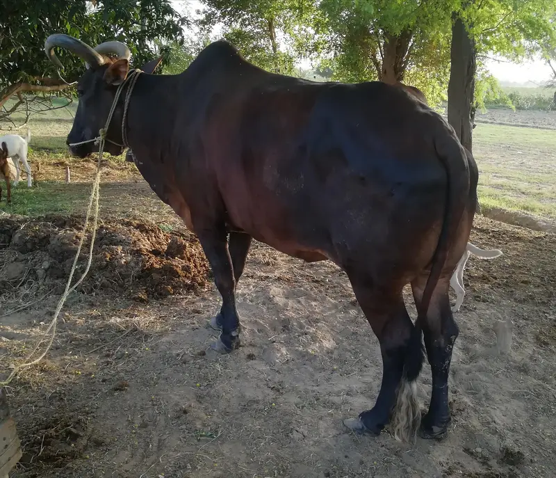 Healthy Bull for sale — photo 2