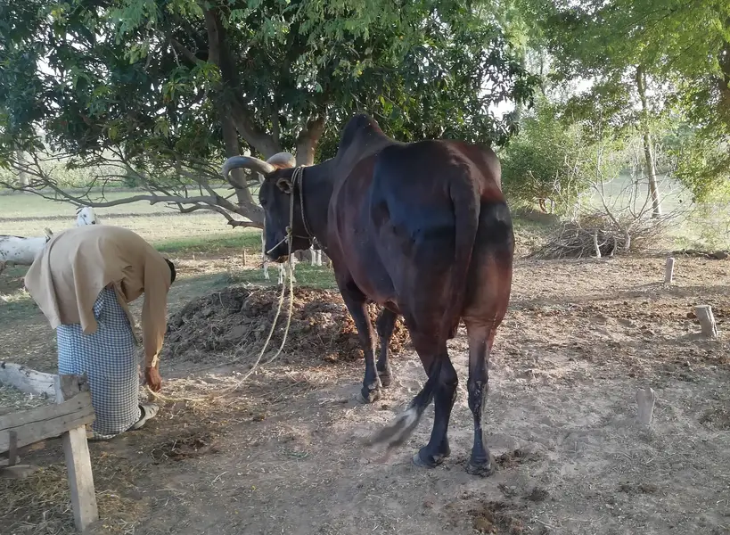 Healthy Bull for sale — photo 3