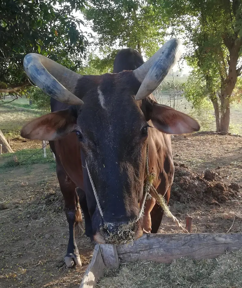Healthy Bull for sale — photo 4