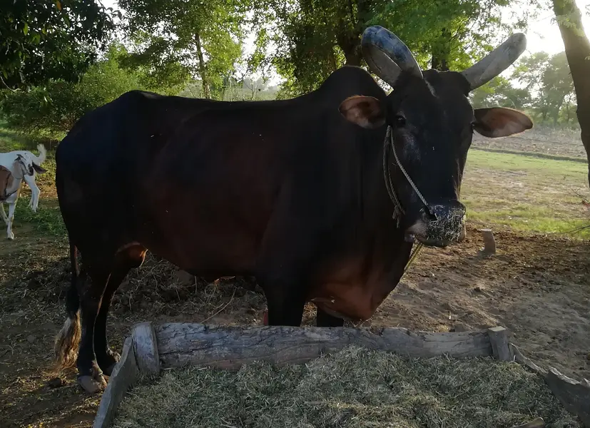 Healthy Bull for sale — photo 5