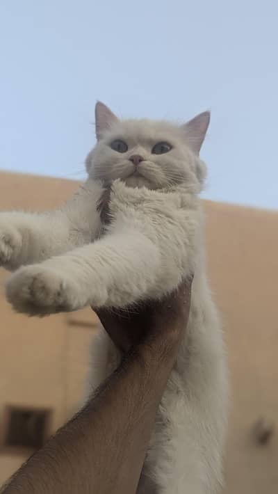 triple cotted punch face beautiful Persian female cat whtap03188100390