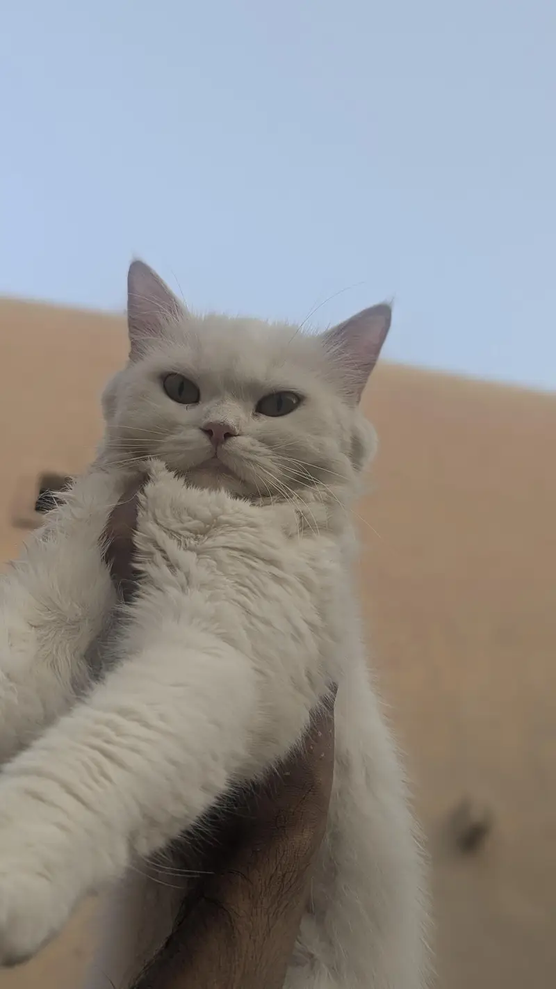 triple cotted punch face beautiful Persian female cat whtap03188100390 — photo 3