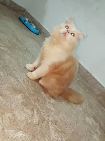 Persian cat