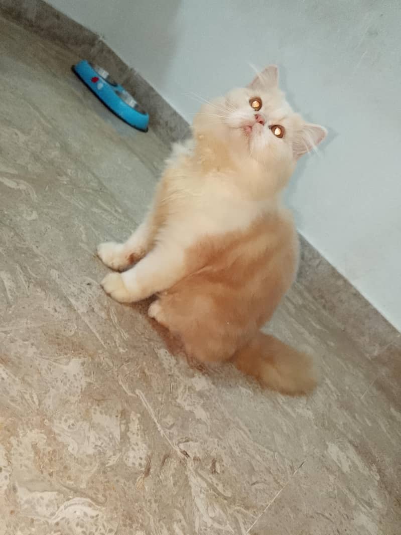 Persian cat 0